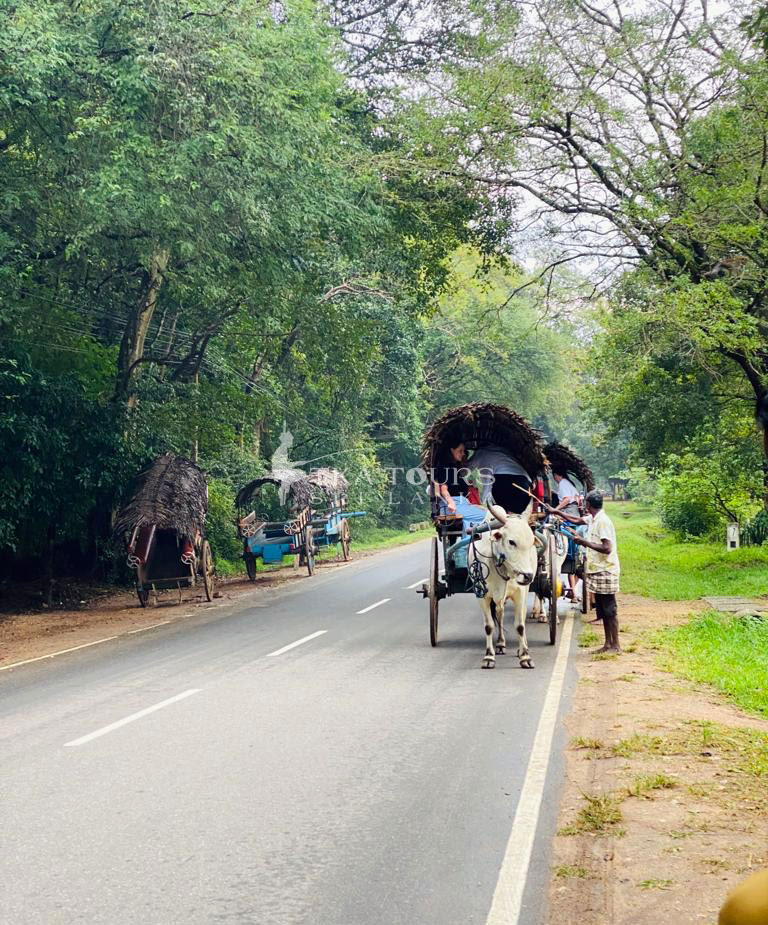 tka-lanka-tours-002-bull-cart